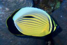 Image of Blacktail Butterflyfish