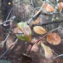 Image of barberry hawthorn