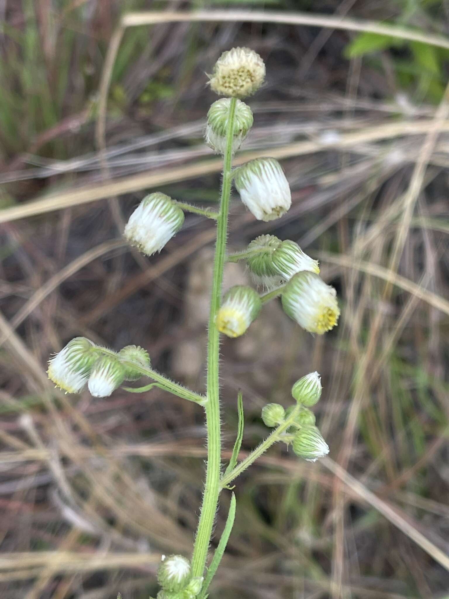 Image of Nidorella aegyptiaca (L.) J. C. Manning & Goldblatt