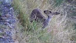 Image of Abundant Duiker