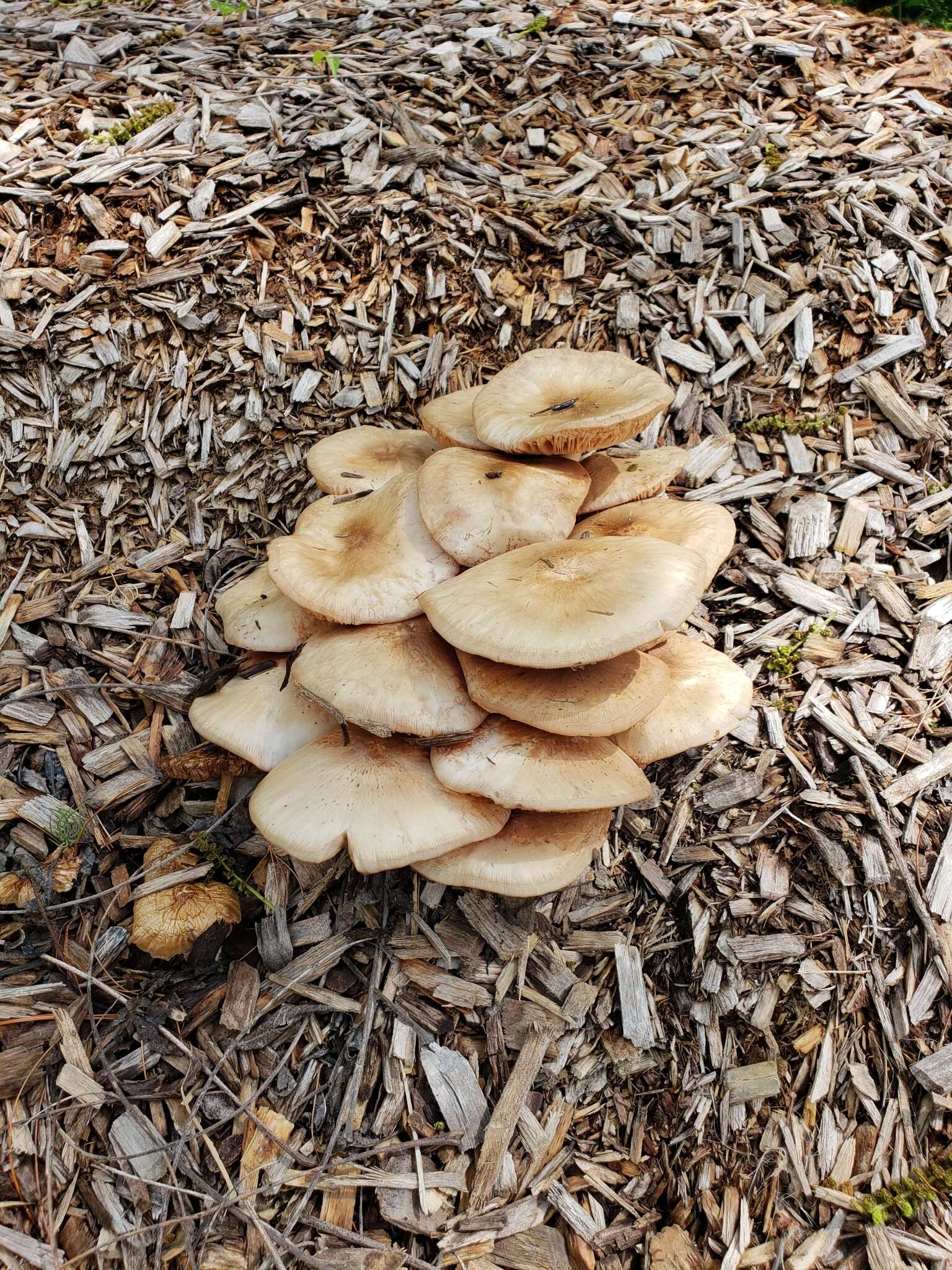 Слика од Pluteus petasatus (Fr.) Gillet 1876