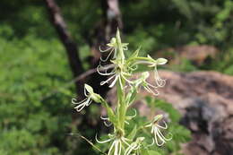 Habenaria macroceratitis Willd.的圖片