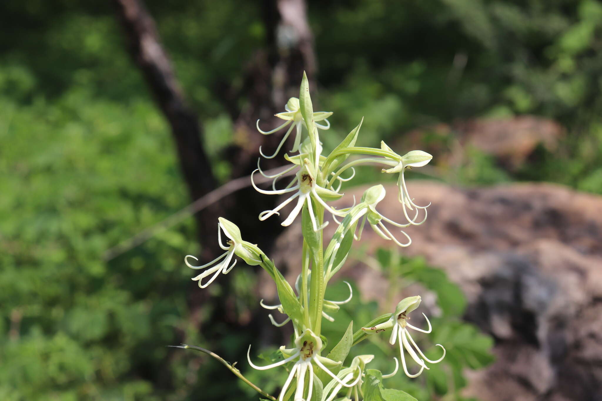 Habenaria macroceratitis Willd.的圖片