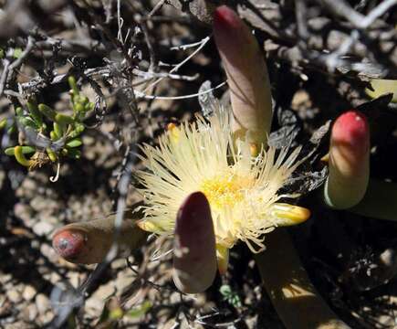 Image of Cylindrophyllum comptonii L. Bol.