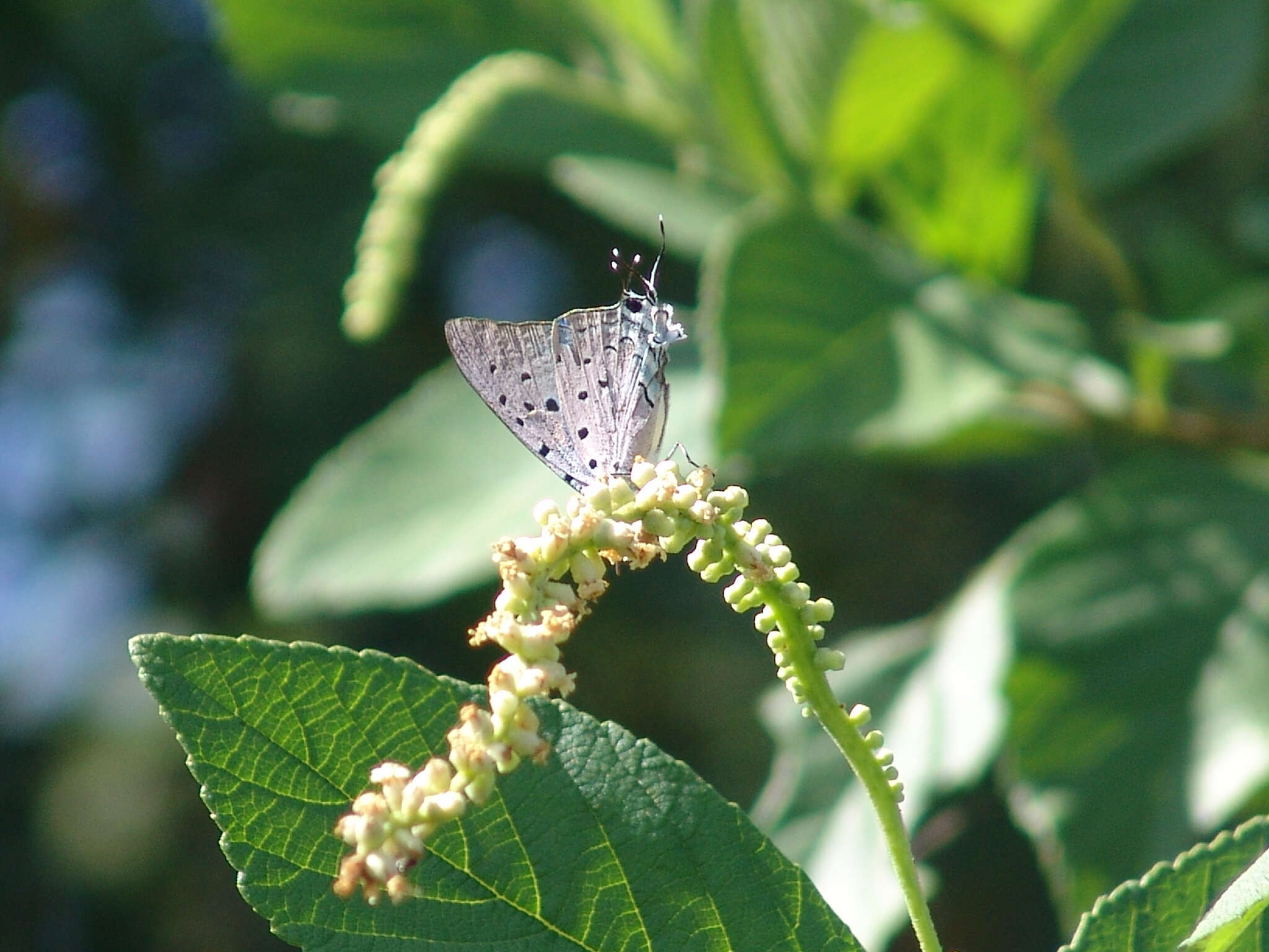 Image of Pseudolycaena marsyas (Linnaeus 1758)