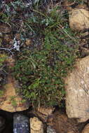 Sivun Cherleria marcescens (Fernald) A. J. Moore & Dillenb. kuva