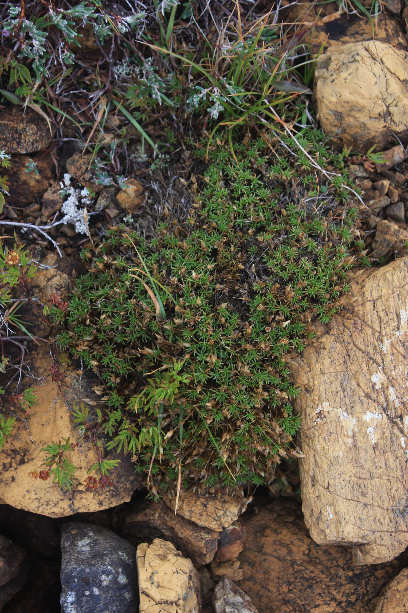 Sivun Cherleria marcescens (Fernald) A. J. Moore & Dillenb. kuva