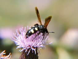 Image of Scolia sexmaculata (Muller 1766)