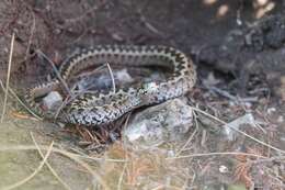 Plancia ëd Vipera ursinii ursinii (Bonaparte 1835)