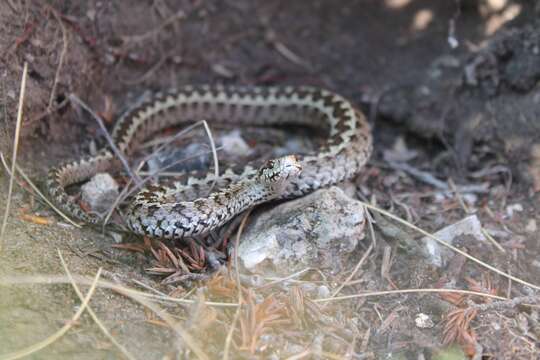 صورة Vipera ursinii ursinii (Bonaparte 1835)