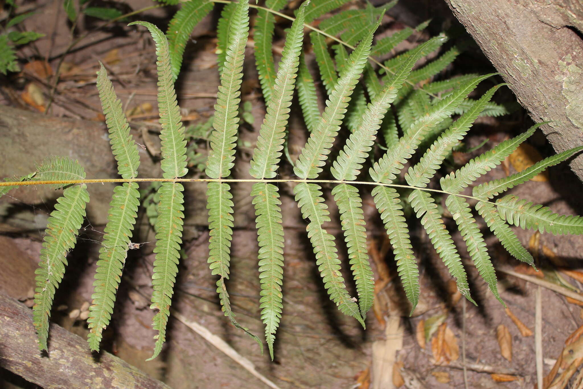 Image of Amauropelta concinna (Willd.) Pic. Serm.