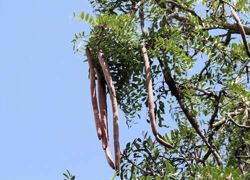 Слика од Cassia abbreviata subsp. beareana (Holmes) Brenan