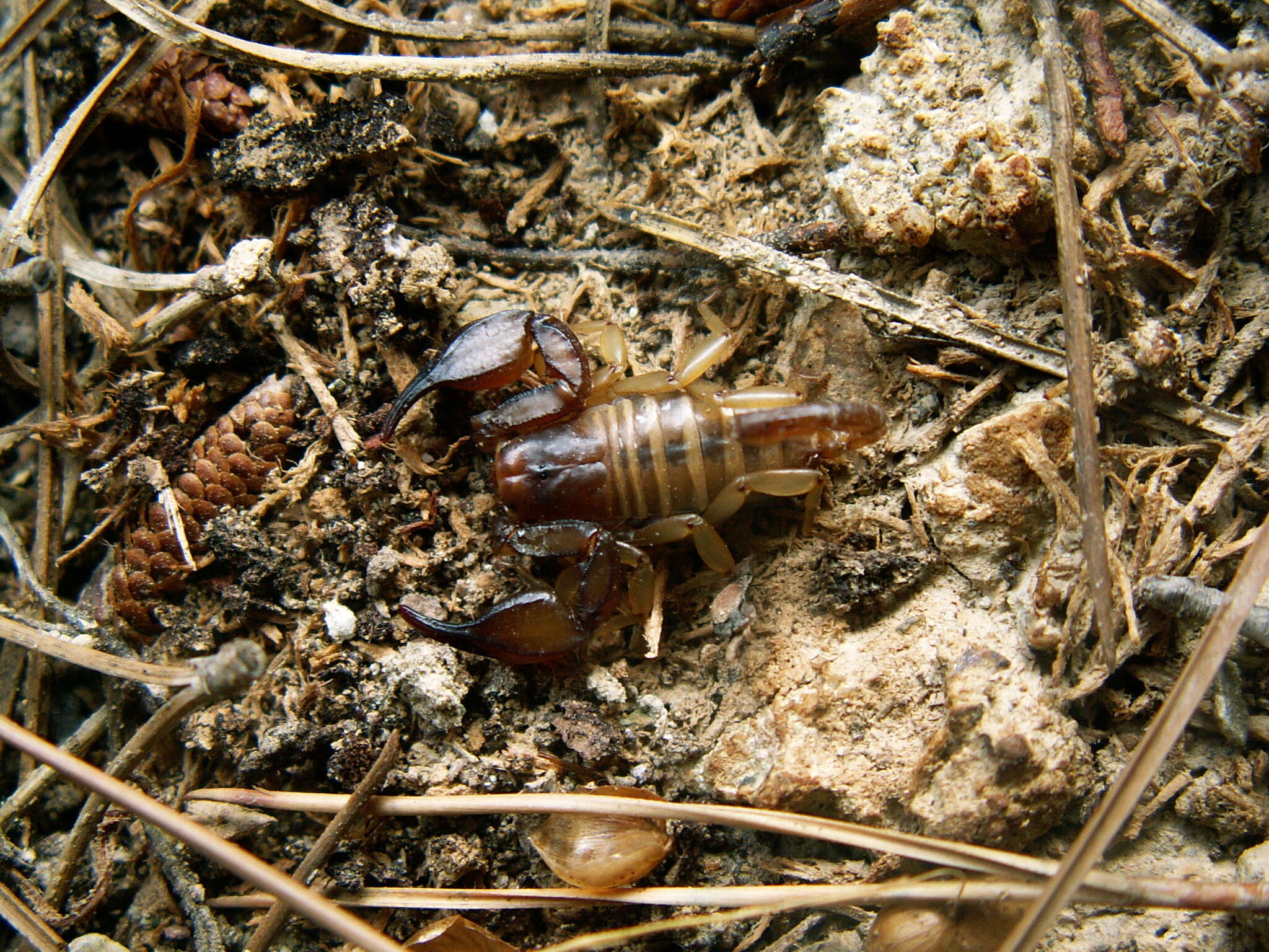 Euscorpius candiota Birula 1903 resmi