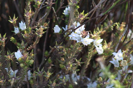 Image of Roella dregeana var. dregeana