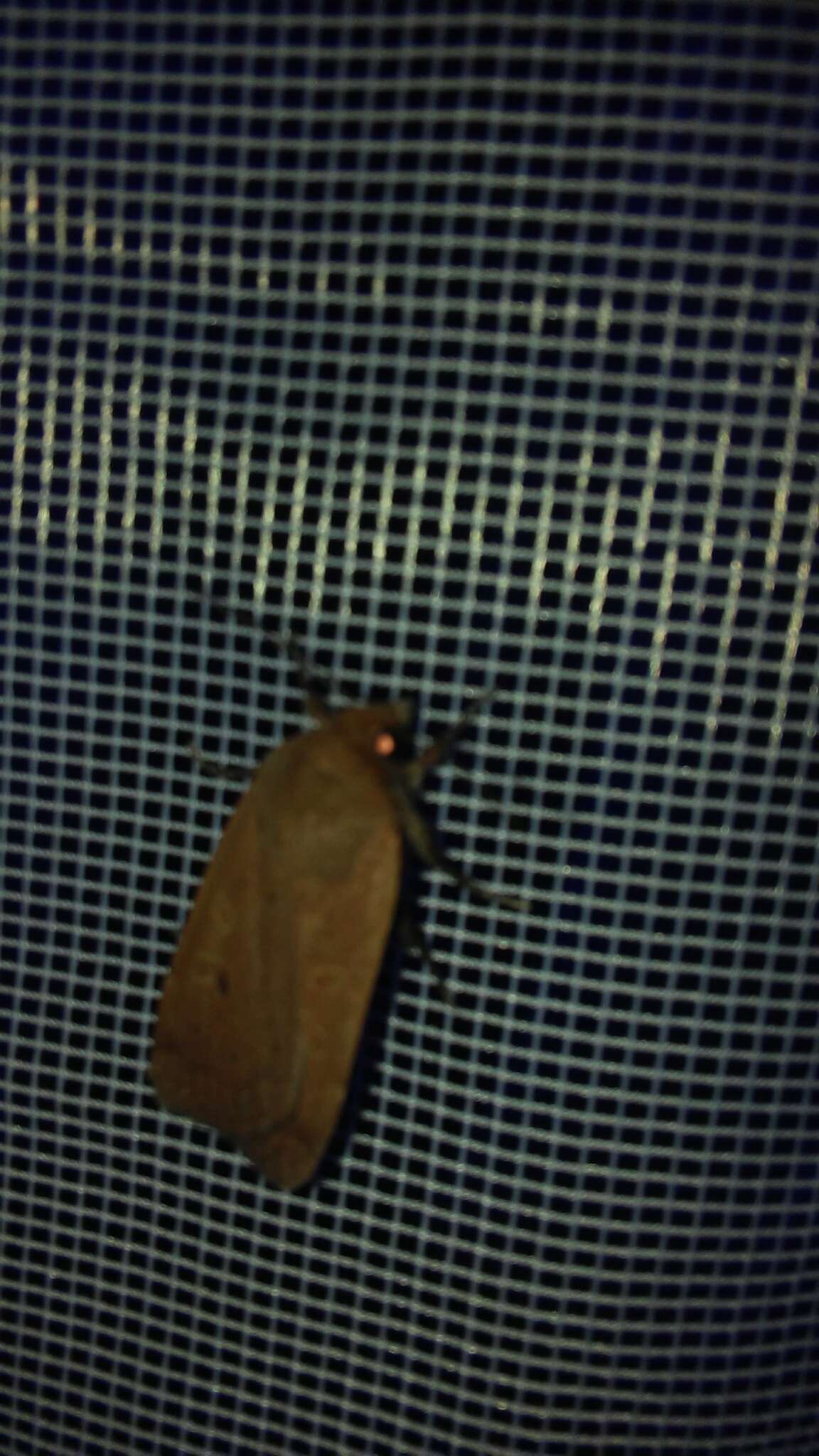 Image of lesser yellow underwing