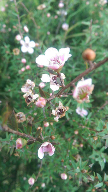 Imagem de Leptospermum scoparium Forst.