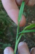 Image of broad-leaved meadow-grass