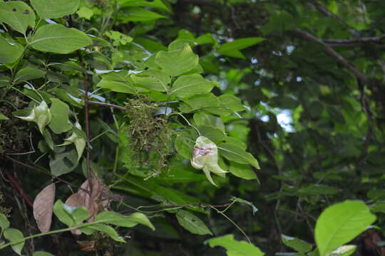 Image of Staphylea colchica Stev.