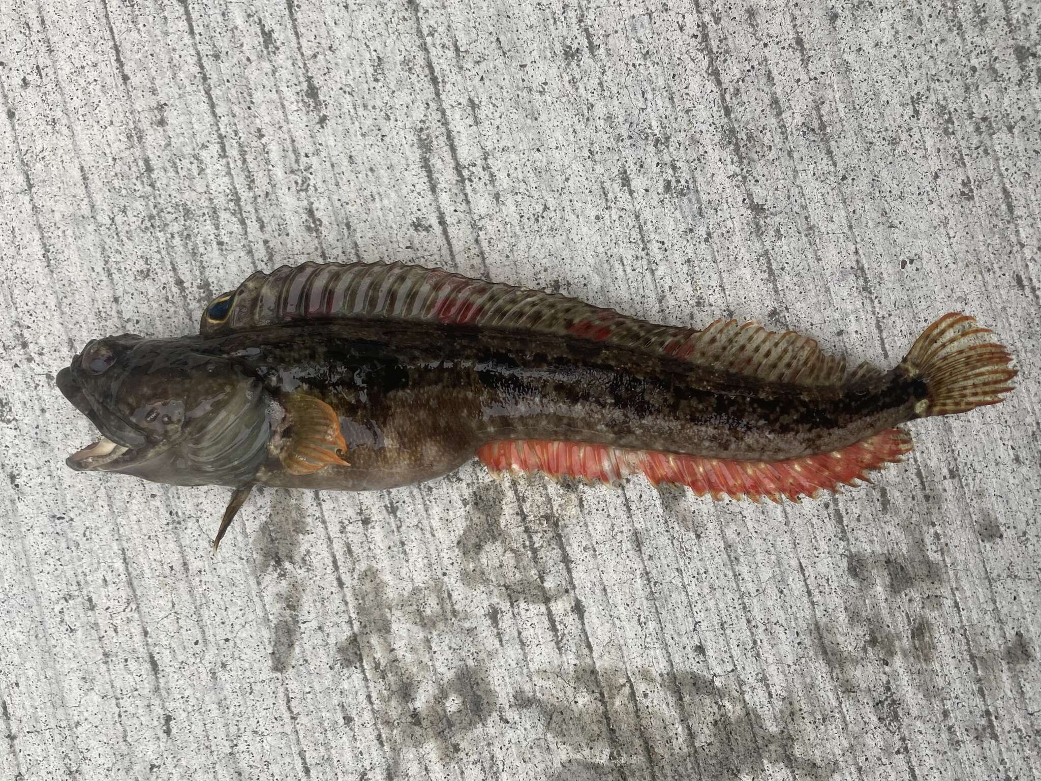 Image of One-Spot Fringehead