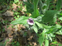 Image of blue hound's tongue