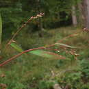 صورة Persicaria mitis (Schrank) Asenov