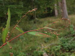 صورة Persicaria mitis (Schrank) Asenov