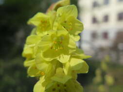 Image of winter hazel