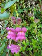 Plancia ëd Antirrhinum majus L.