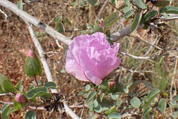 Image of Sturt's desert rose