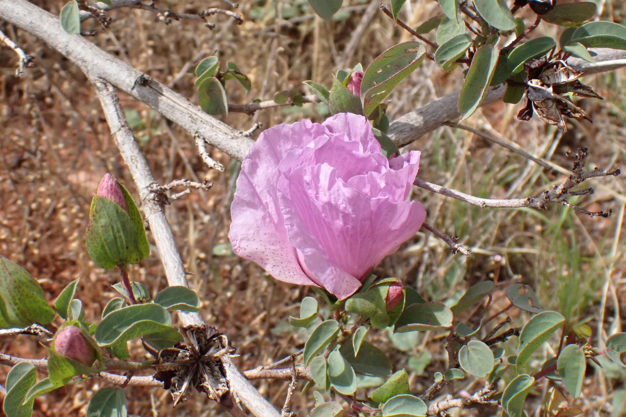 Image of Sturt's desert rose