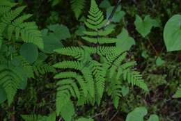 Image of Pacific oak-fern
