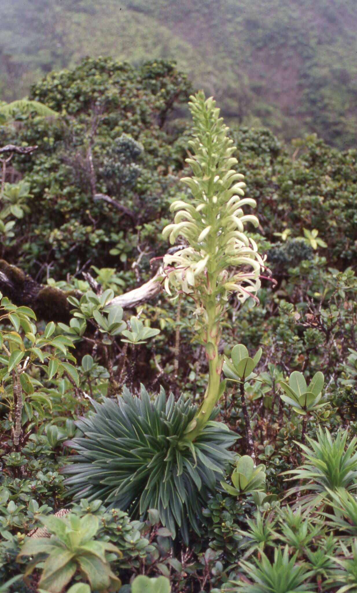 Image de Lobelia gloria-montis Rock