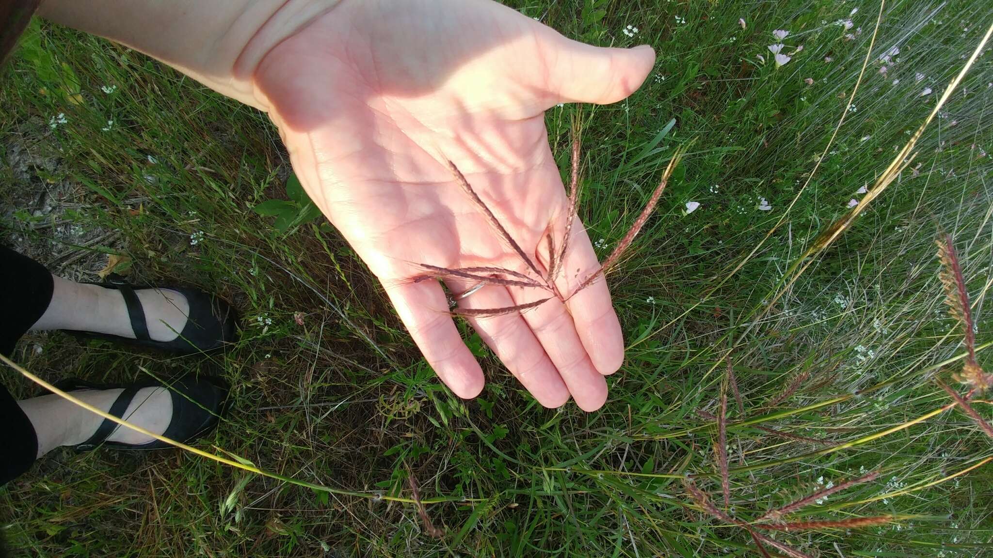 Image of Kleberg's bluestem