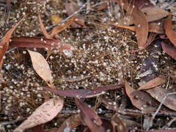 Image of Centrolepis strigosa subsp. strigosa