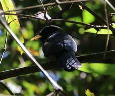 Image of Yellow-billed Nunbird