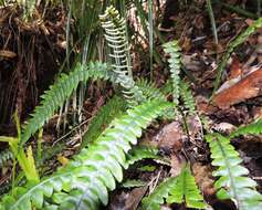 Image of Austroblechnum lanceolatum (R. Br.) Gasper & V. A. O. Dittrich