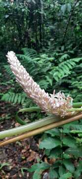 Image de Alpinia aquatica (Retz.) Roscoe