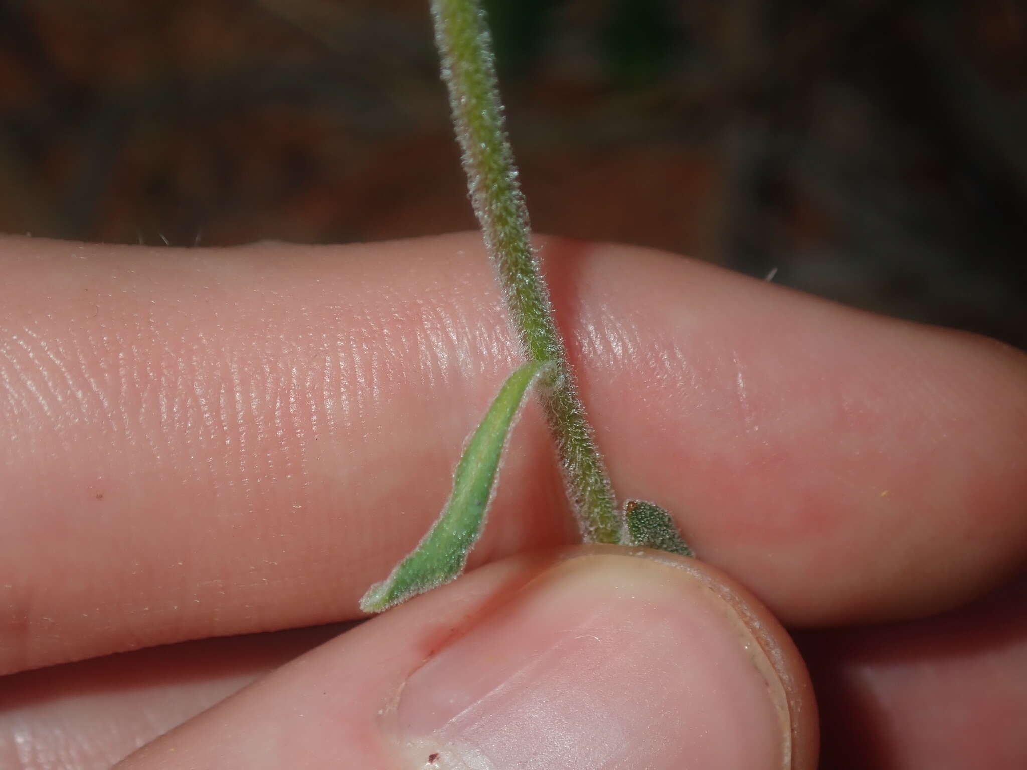 صورة Myriocephalus guerinae F. Müll.