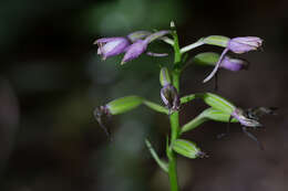 Image of Calanthe sylvatica (Thouars) Lindl.