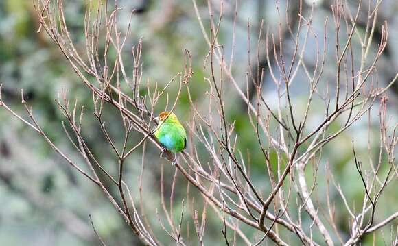 Image of Rufous-winged Tanager