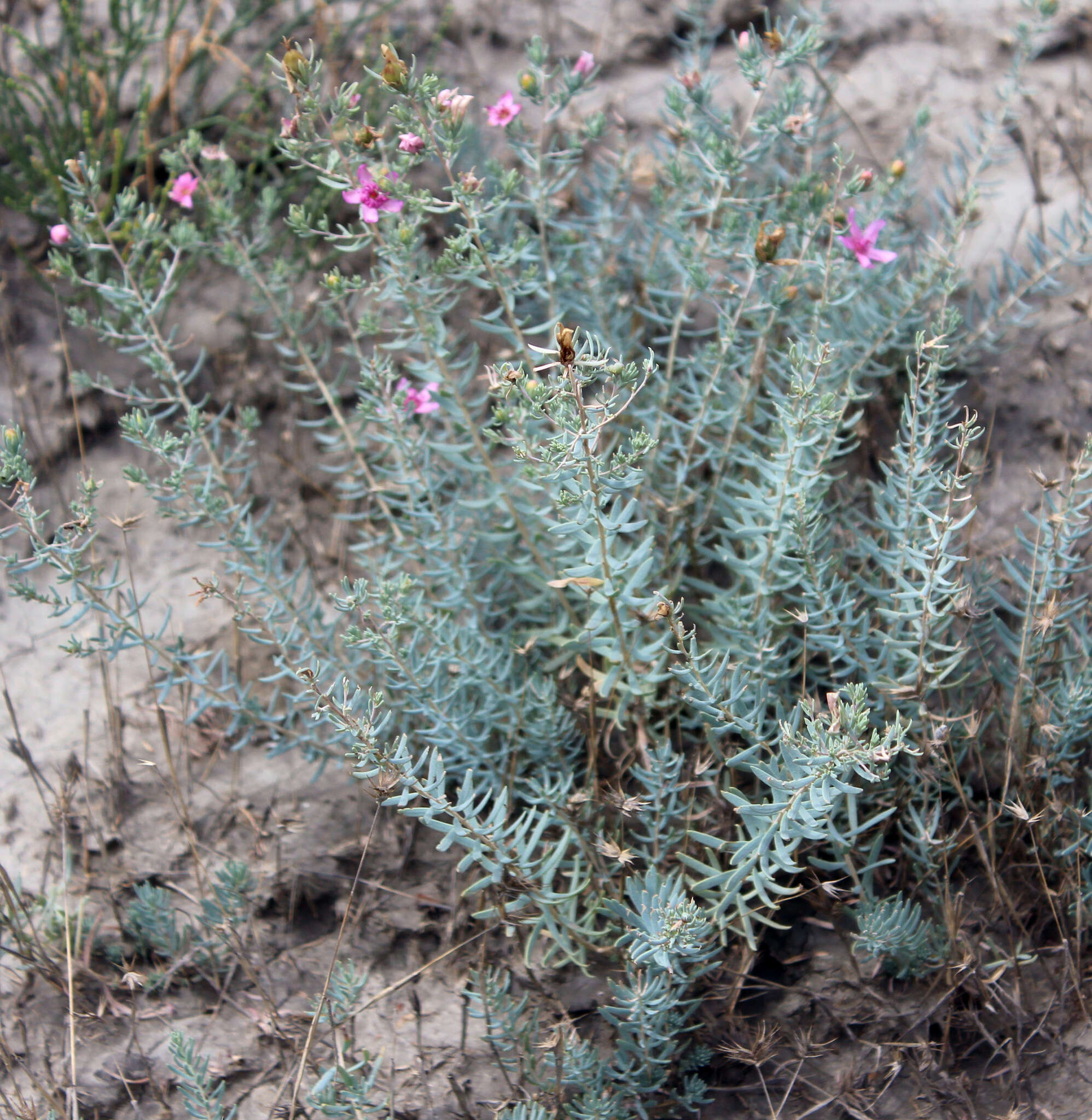 Image de Reaumuria alternifolia (Labill.) Britten