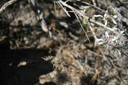 Image of Pelargonium fergusoniae L. Bolus