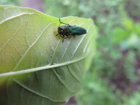 Image of Emerald ash borer