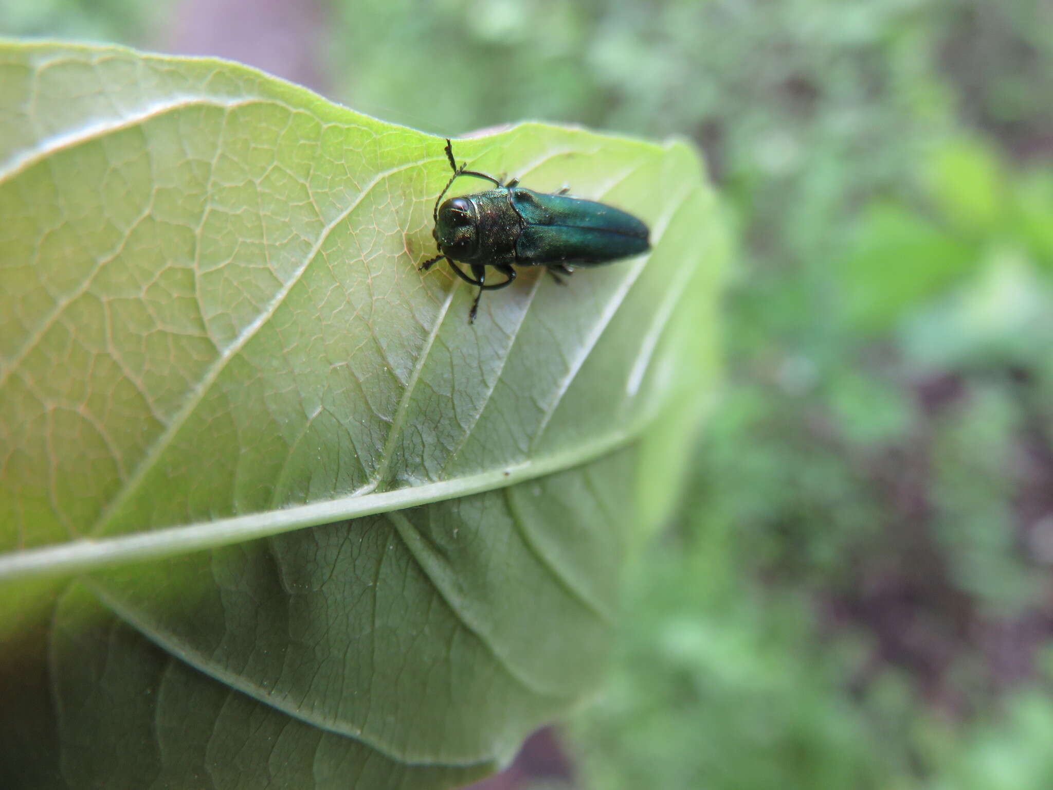 Слика од Agrilus planipennis Fairmaire 1888