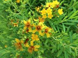 صورة Hypericum lobocarpum Gattinger