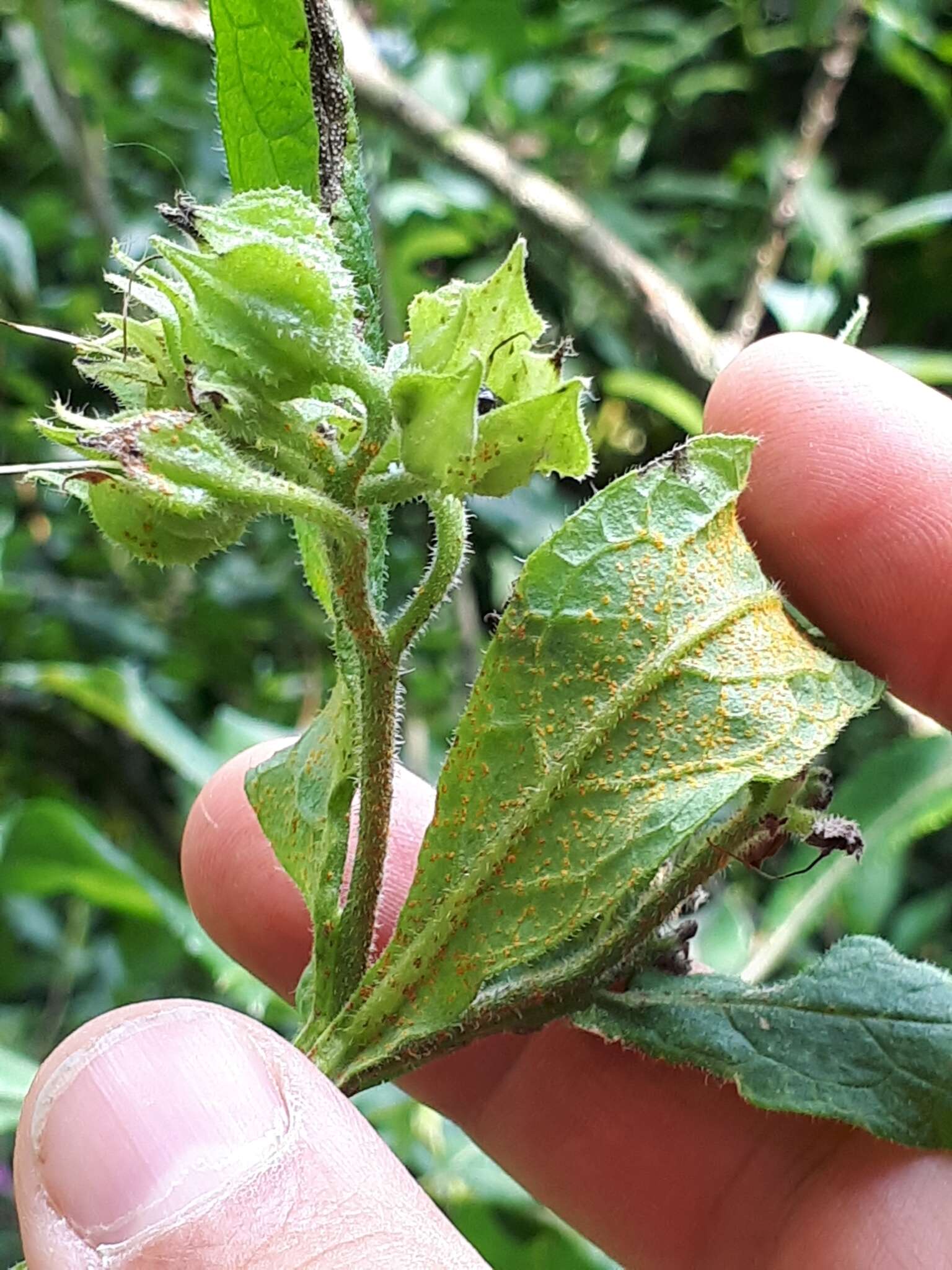 صورة Pucciniastrum symphyti (DC.) McKenzie & Padamsee 2014