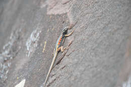 Image of Black Lava Lizard