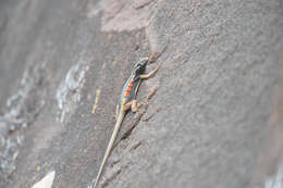 Imagem de Tropidurus melanopleurus Boulenger 1902