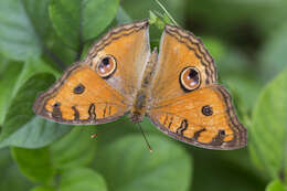 Image of Peacock Pansy