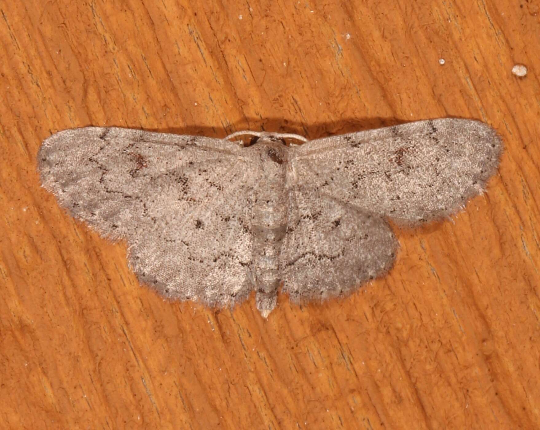 Image of Idaea violacearia Walker 1861